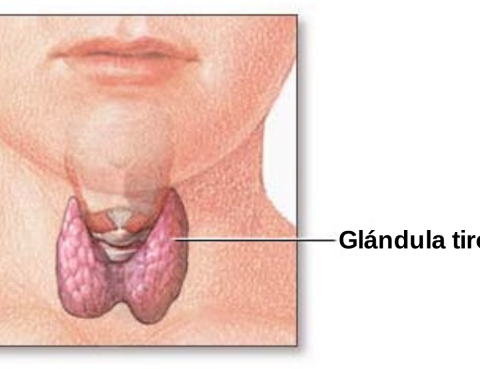 Glandula Tiroide Cirugia Robotica