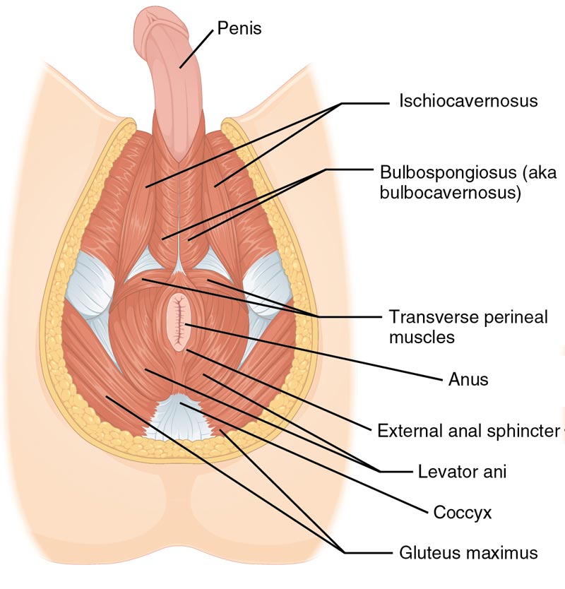 prostatectomia transperineal